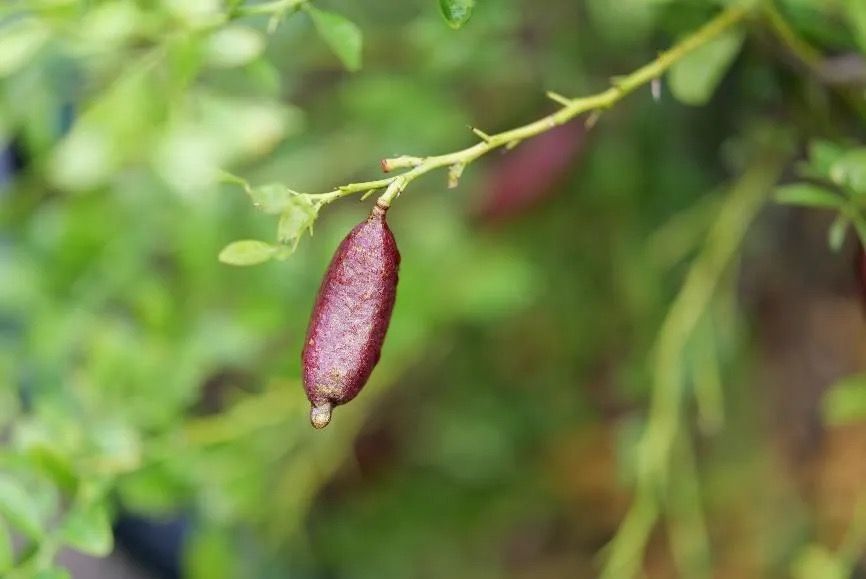 キャビアライムの実。複数種類を1株ずつ栽培している。