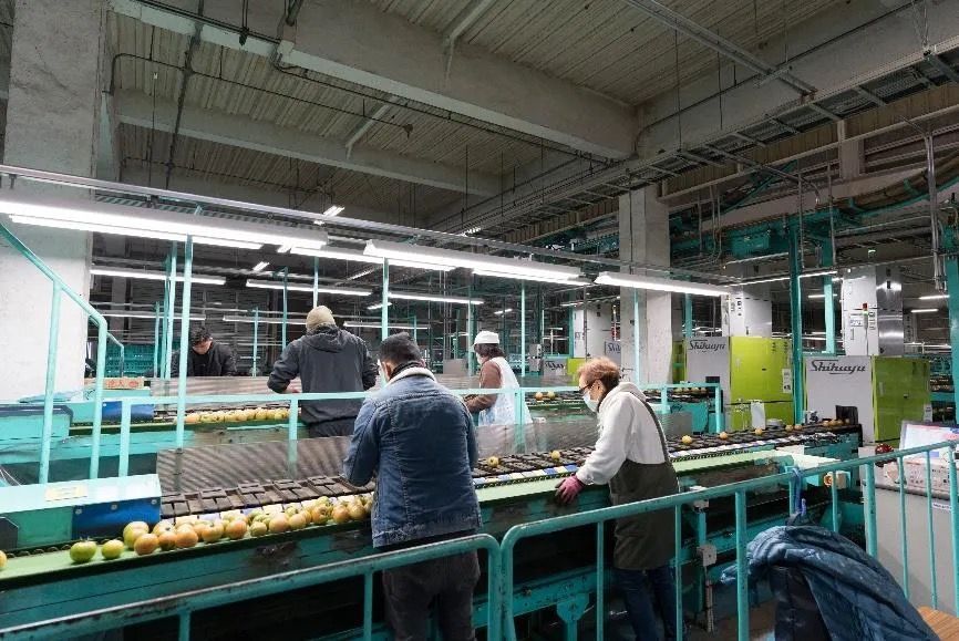 JAびらとりのトマトハウス栽培の様子