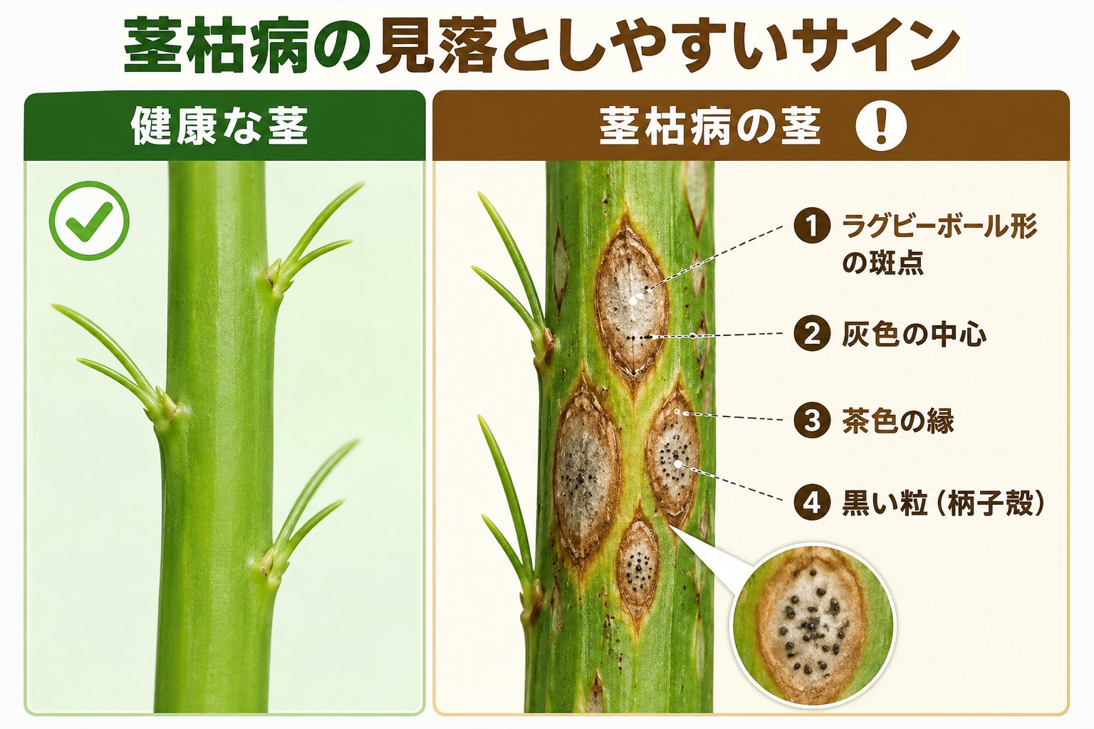 茎枯病の見分け方