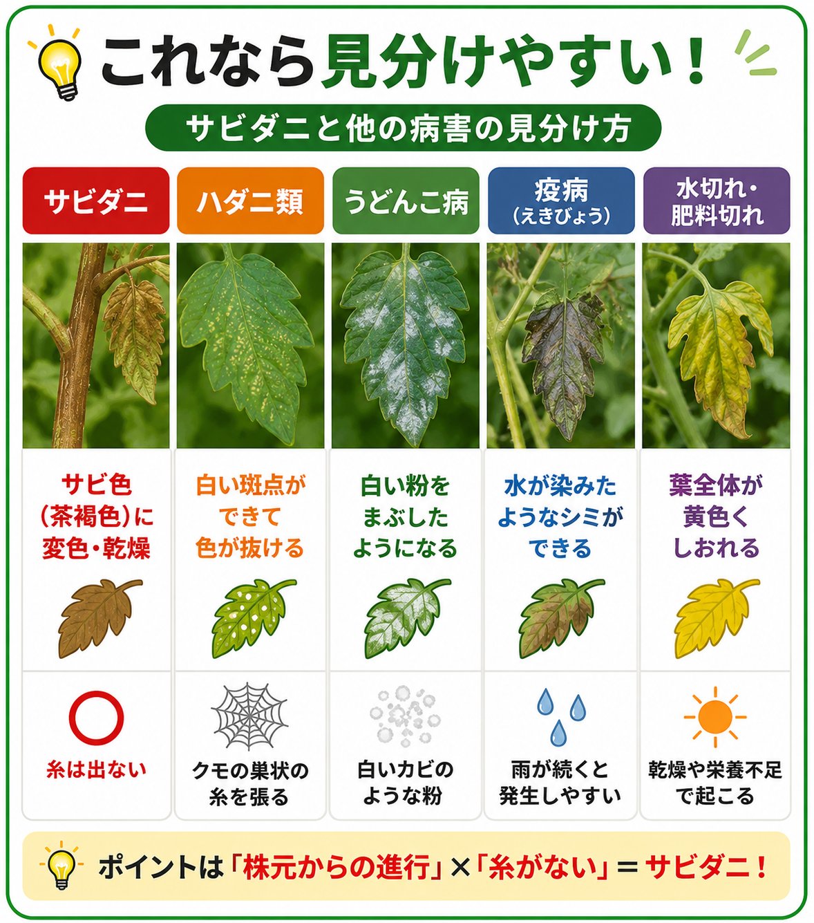 トマトサビダニの見分け方