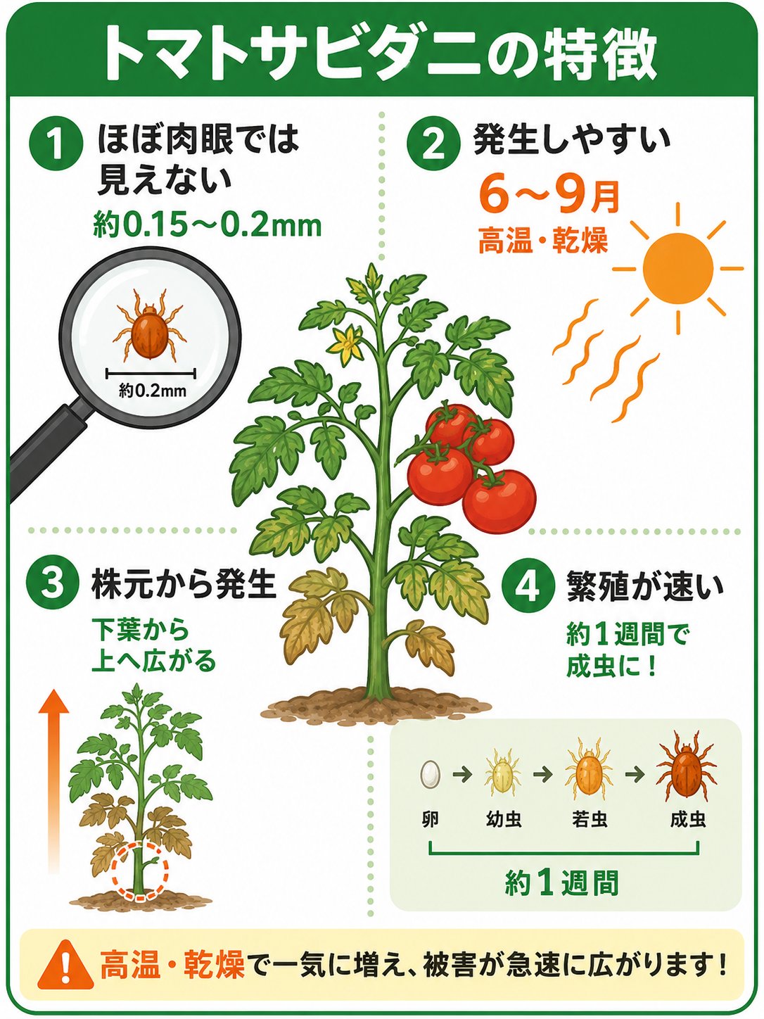 トマトサビダニの特徴